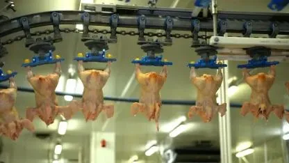 TÜİK Açıkladı: Kümes Hayvancılığı Üretiminde Son Durum