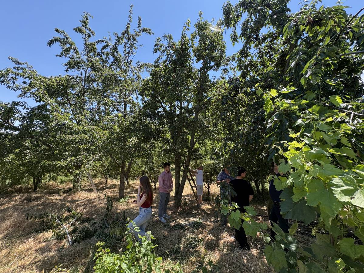 Kastamonu’da Kiraz Faciası: 9 Gün Arayla Vefat Eden Çiftin Ölümünde 