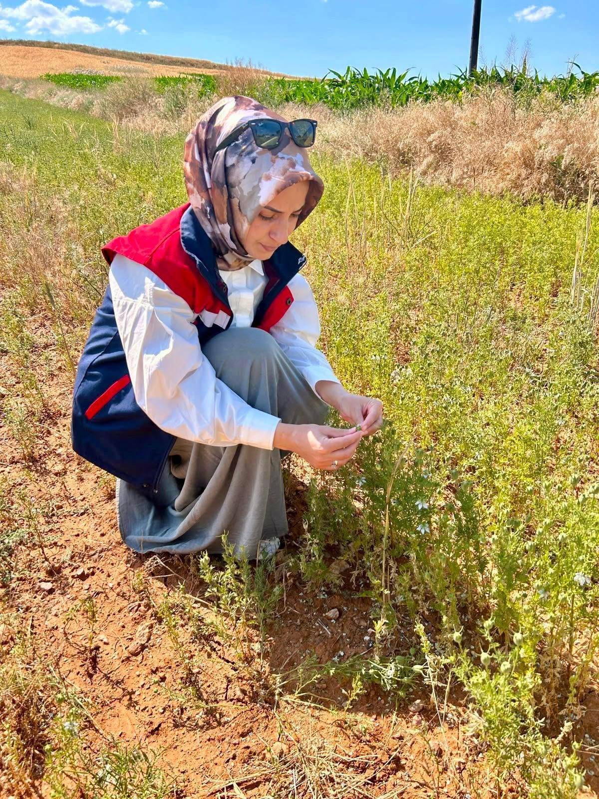 Çörek Otu ve Haşhaş Ekili Alanlarda Denetimler Sürüyor