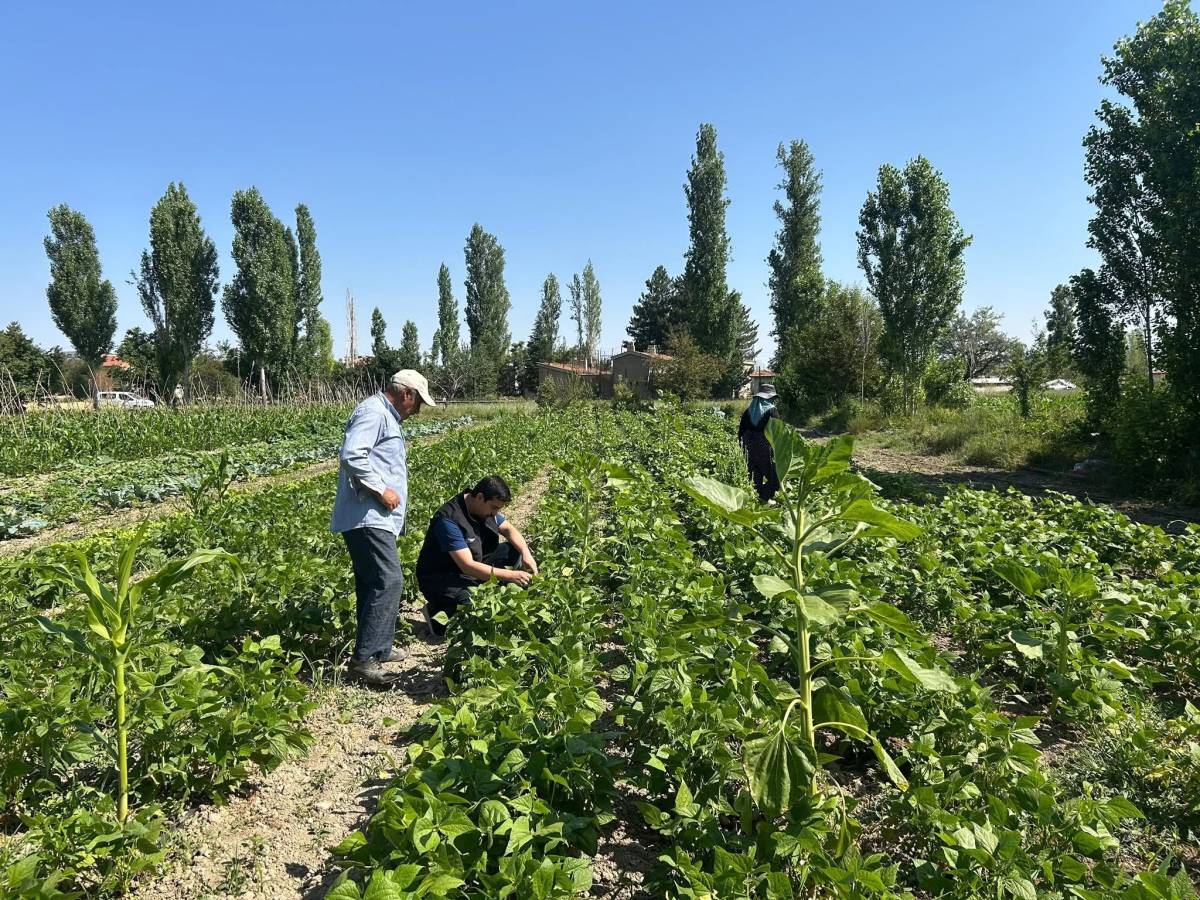 Sinanpaşa'da Sebze Üretim Alanlarında Titiz Denetim